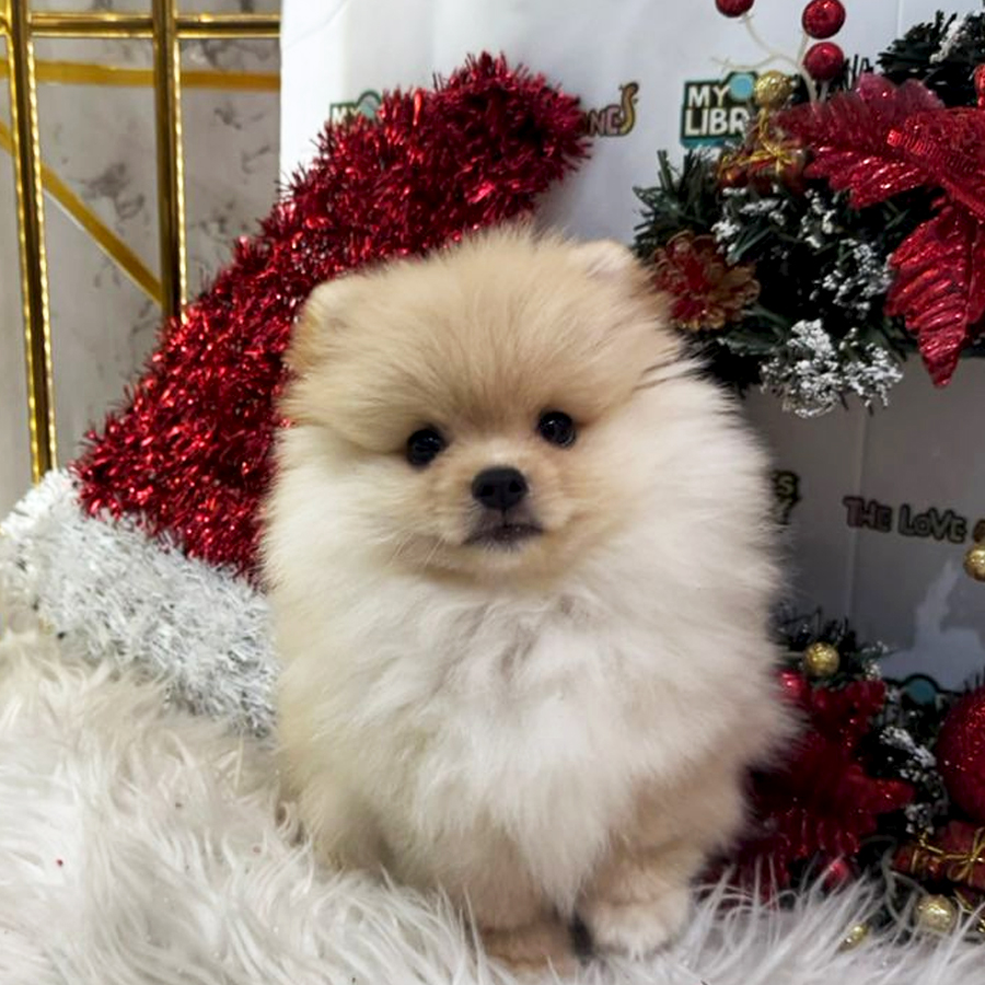 Tiny Pomeranian Puppy (Male) For Sale