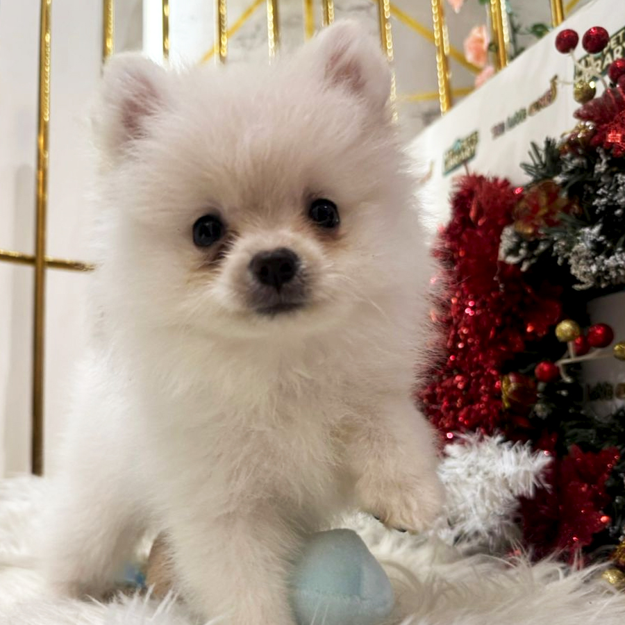 Tiny Pomeranian Puppy (Female) For Sale