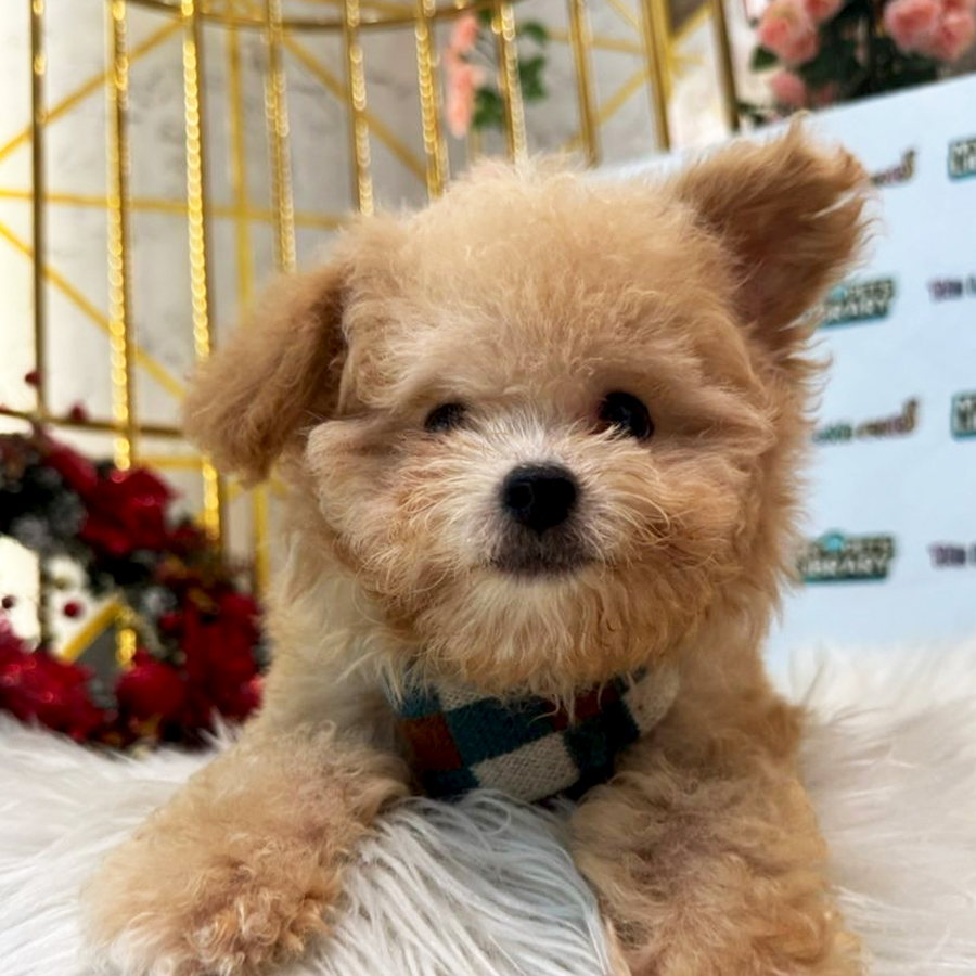 Maltipoo Puppy (Male) For Sale
