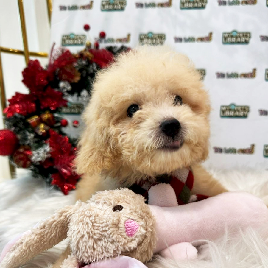 Maltipoo Puppy (Male) For Sale