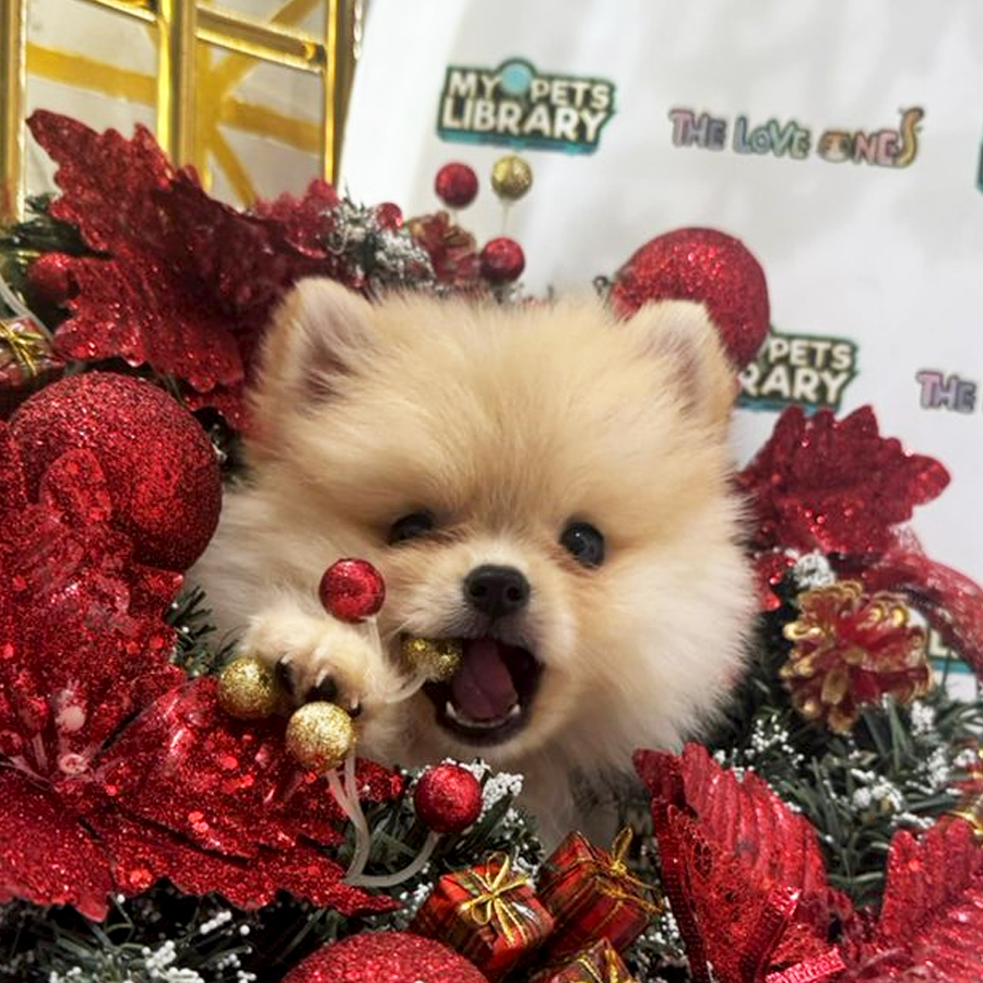 Tiny Pomeranian Puppy (Male) For Sale