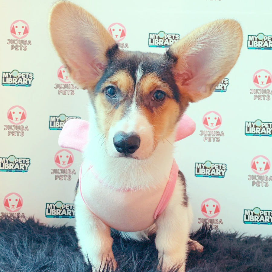 Welsh Corgi Puppy (Female) For Sale