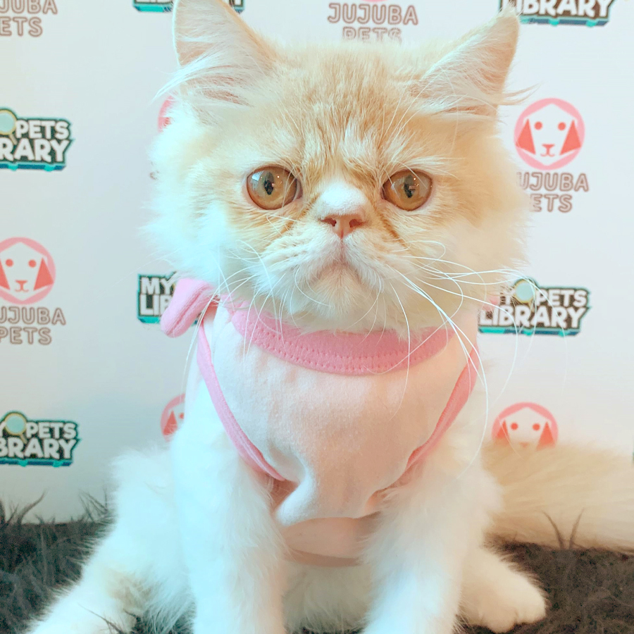 Persian Kitten (Male) For Sale