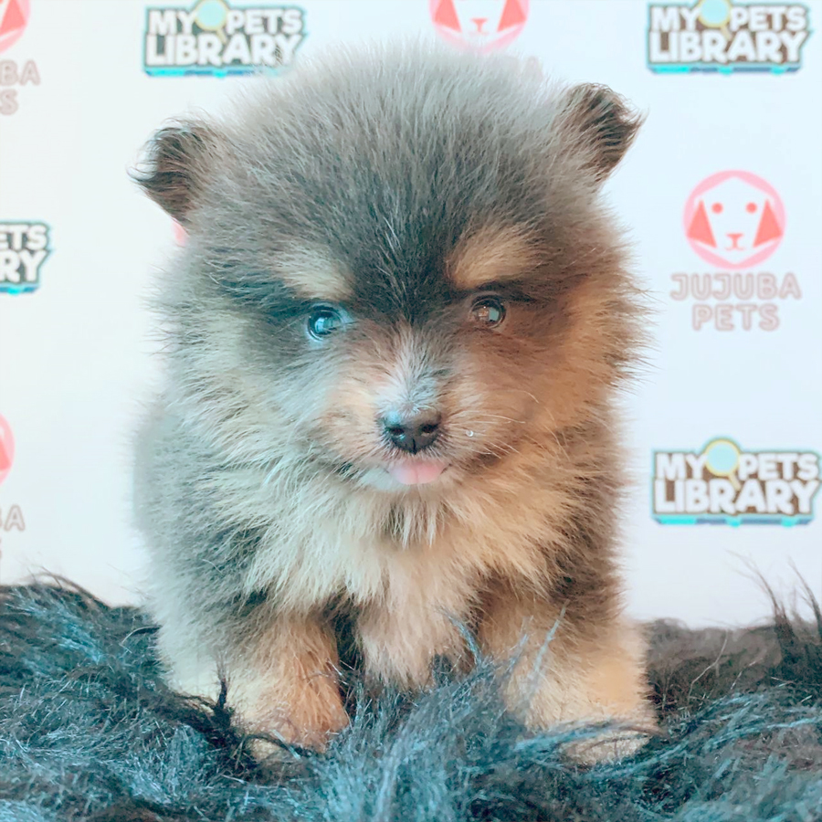Pomeranian Puppy (Female) For Sale
