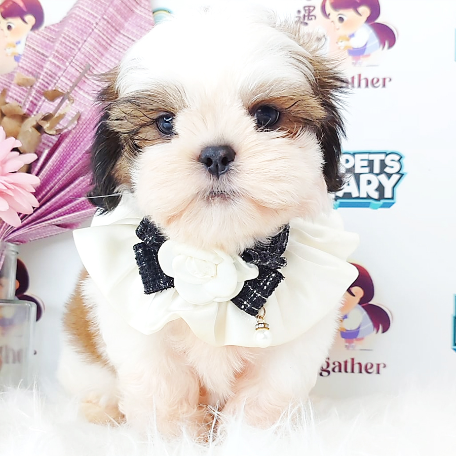 Shih Tzu Puppy (Male) For Sale