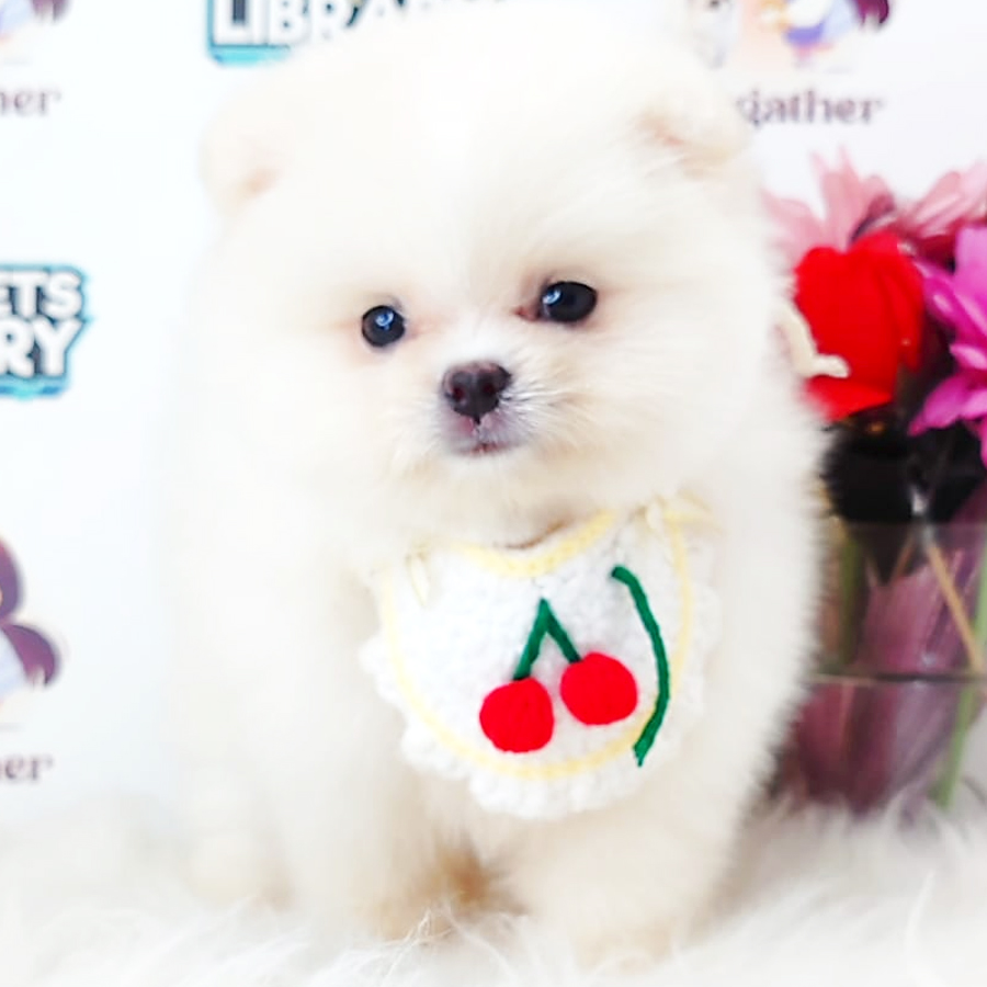 Tiny Pomeranian Puppy (Female) For Sale