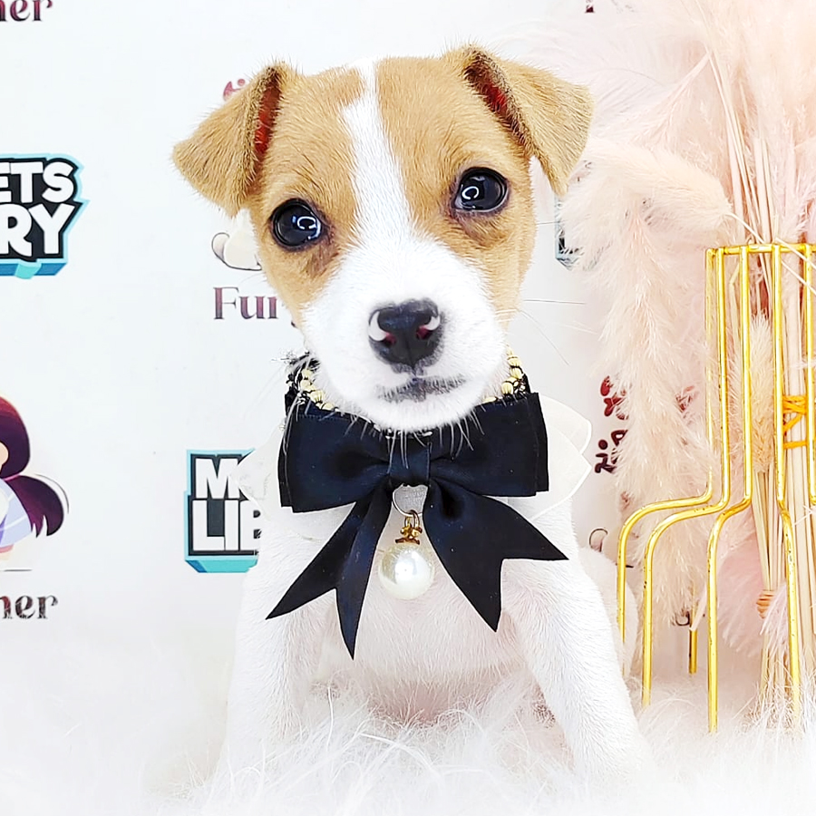 Jack Russell Puppy (Female) For Sale