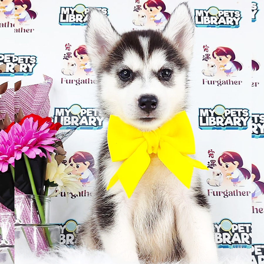Alaskan Husky Puppy (Female) For Sale