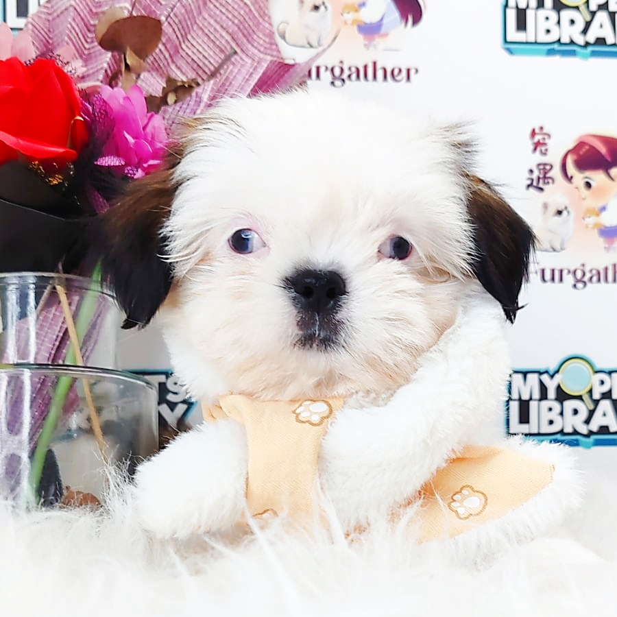 Shih Tzu Puppy (Female) For Sale