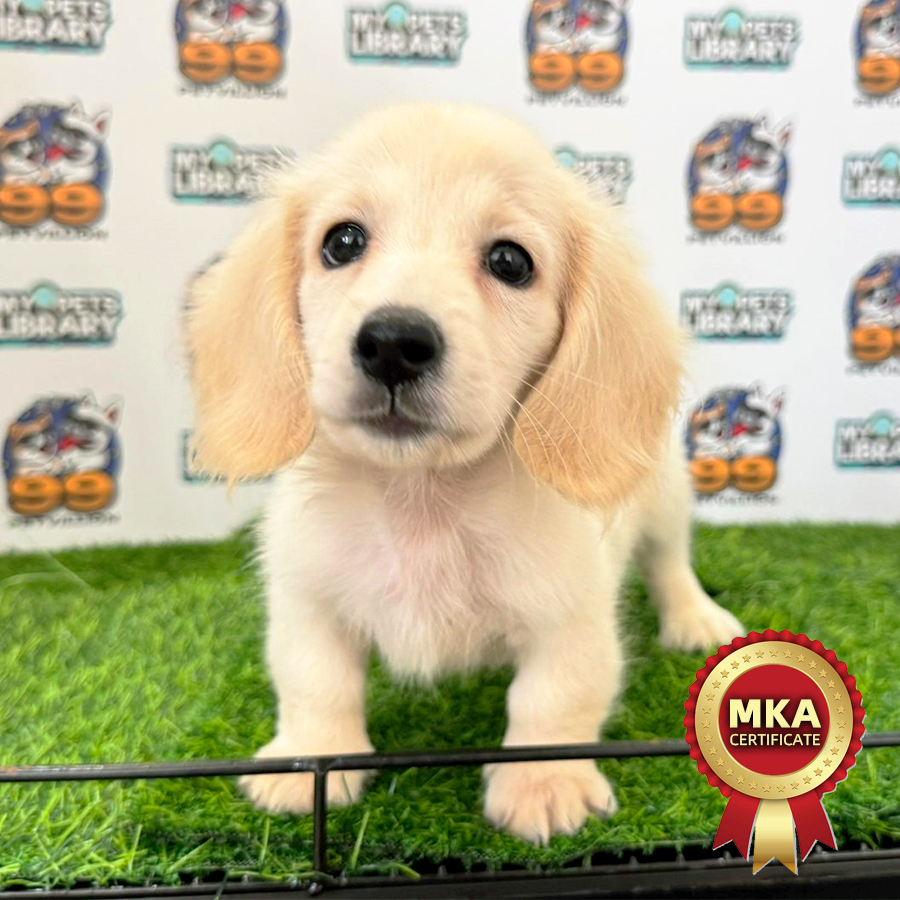 MKA Long Coat Dachshund Puppy (Male) For Sale