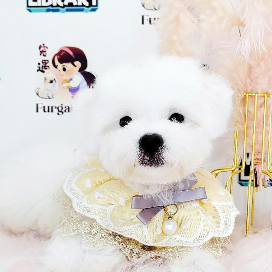 Maltipoo Puppy (Male) For Sale