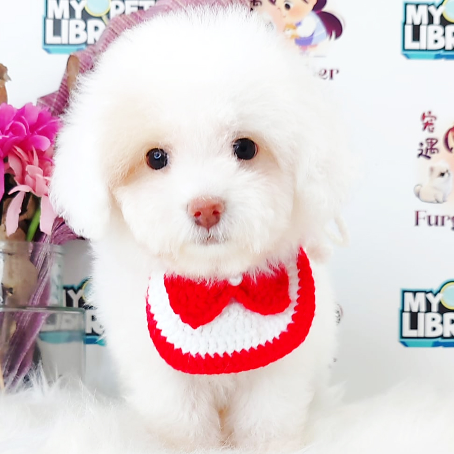 Poodle Puppy (Male) For Sale