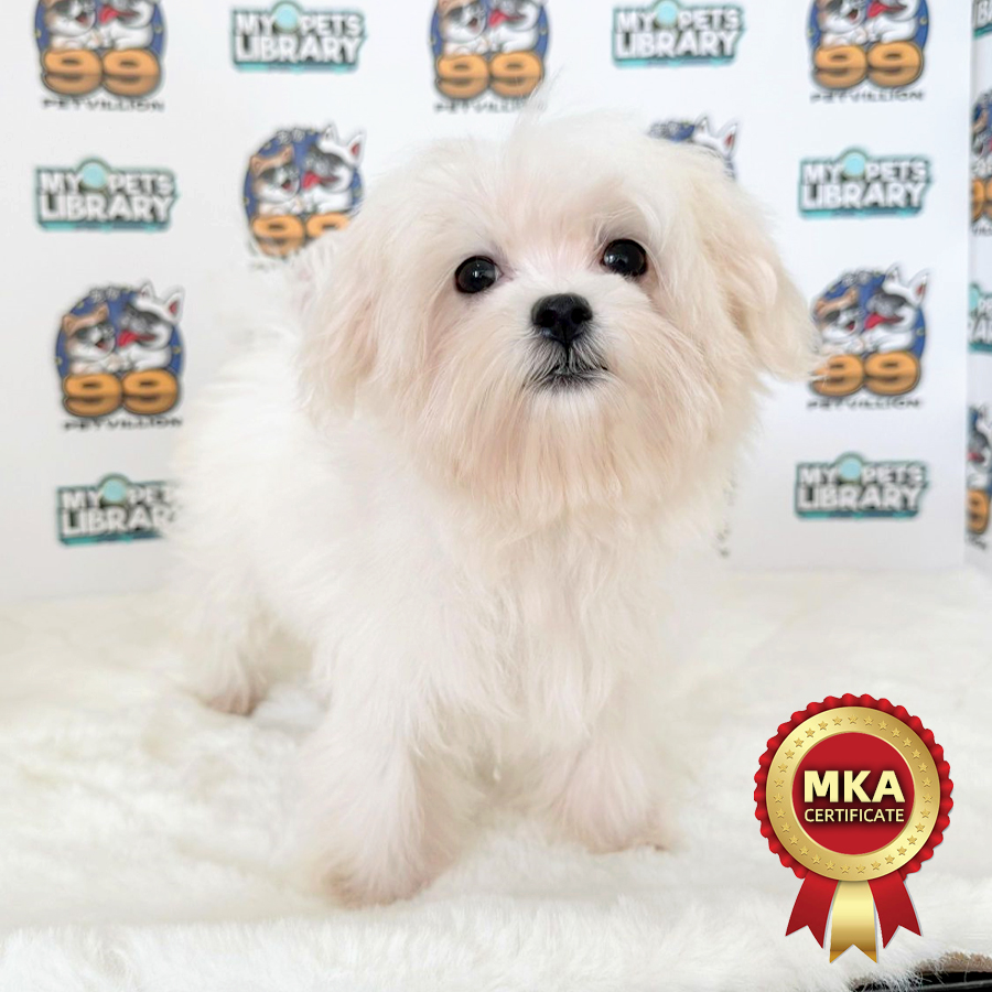 MKA Tiny Maltese Puppy (Female) For Sale