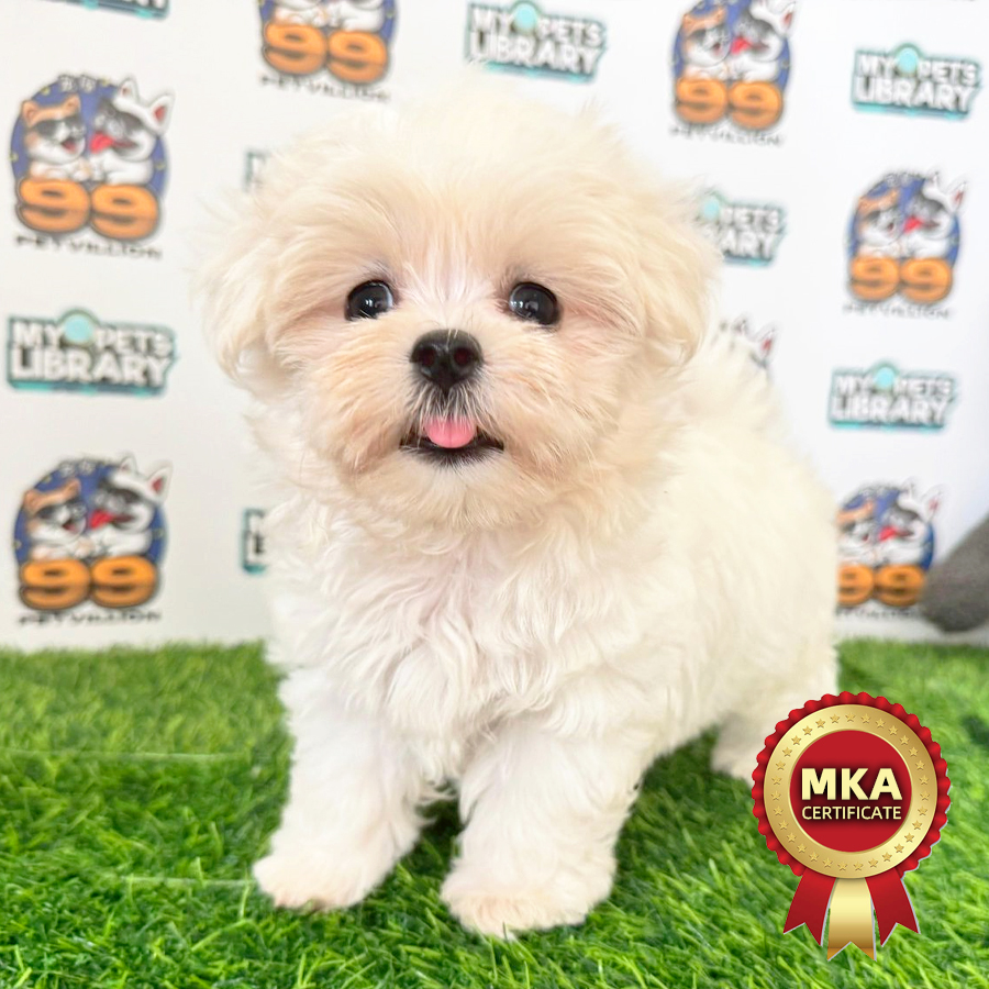 MKA Tiny Maltese Puppy (Female) For Sale