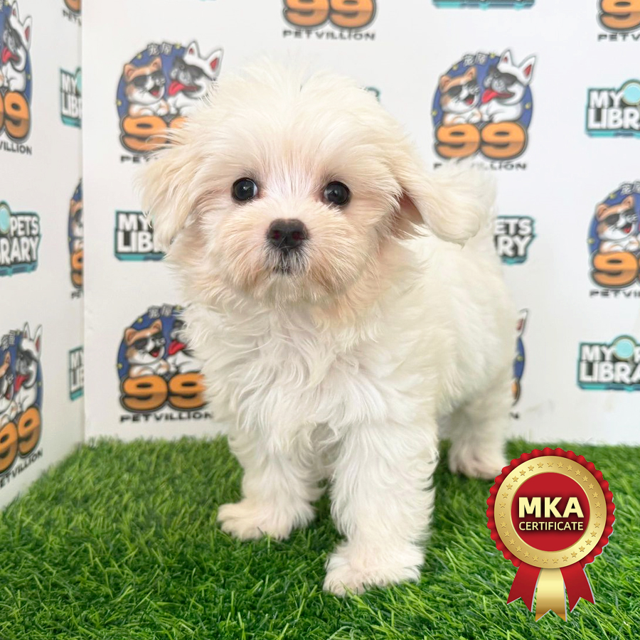 MKA Tiny Maltese Puppy (Female) For Sale
