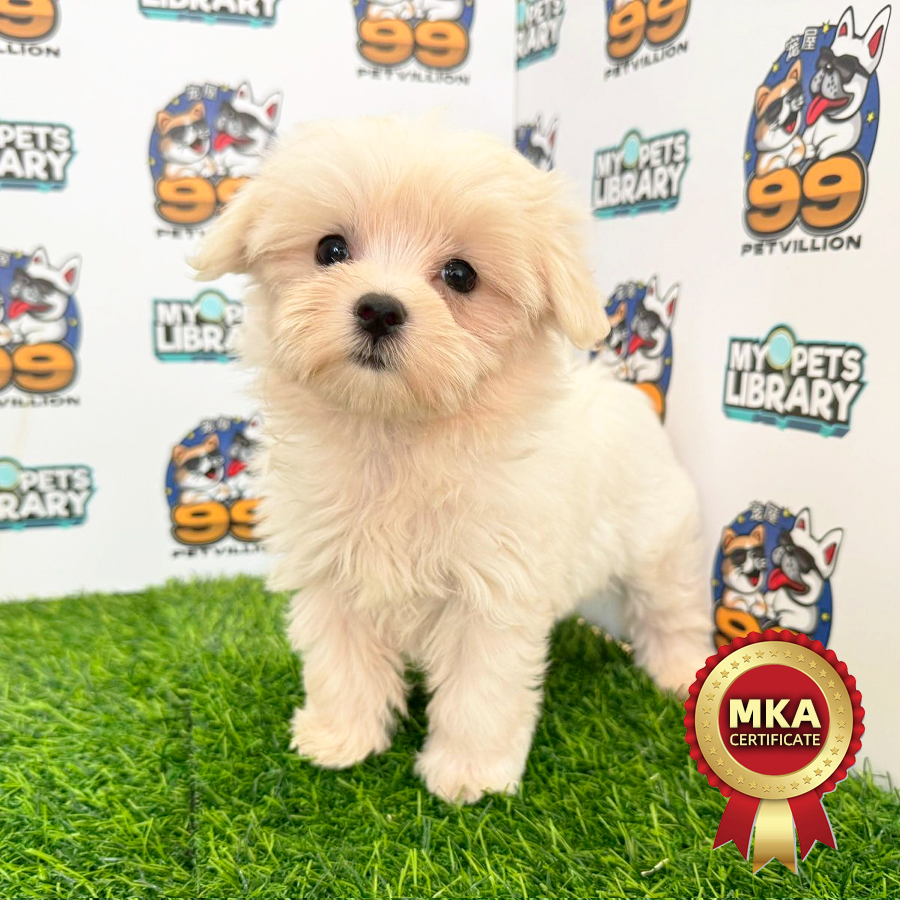 MKA Tiny Maltese Puppy (Female) For Sale