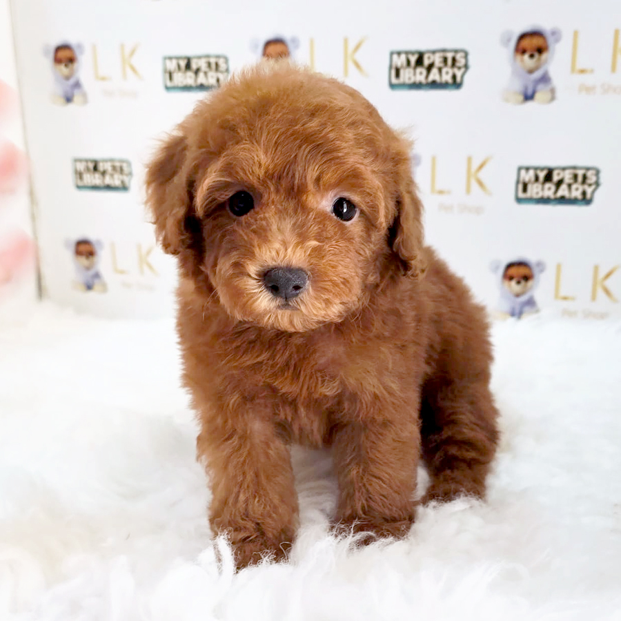 Maltipoo Puppy (Female) For Sale