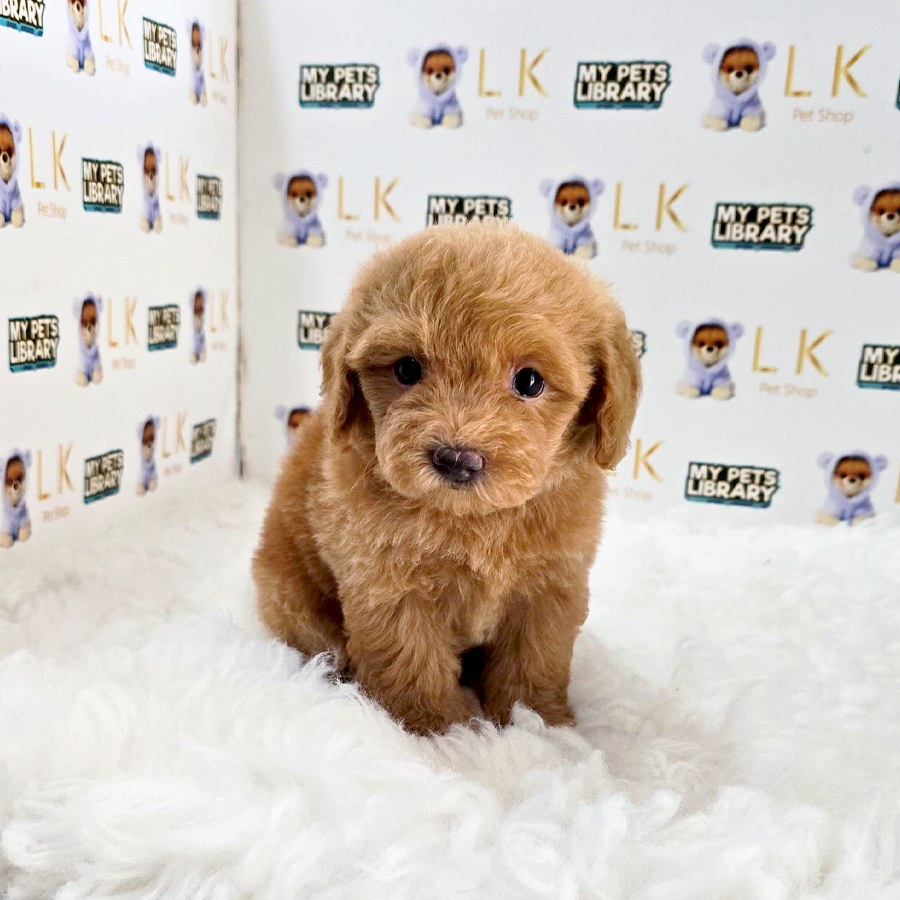 Toy Poodle Puppy (Female) For Sale