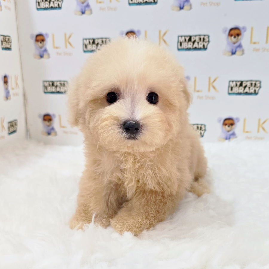 Maltipoo Puppy (Female) For Sale