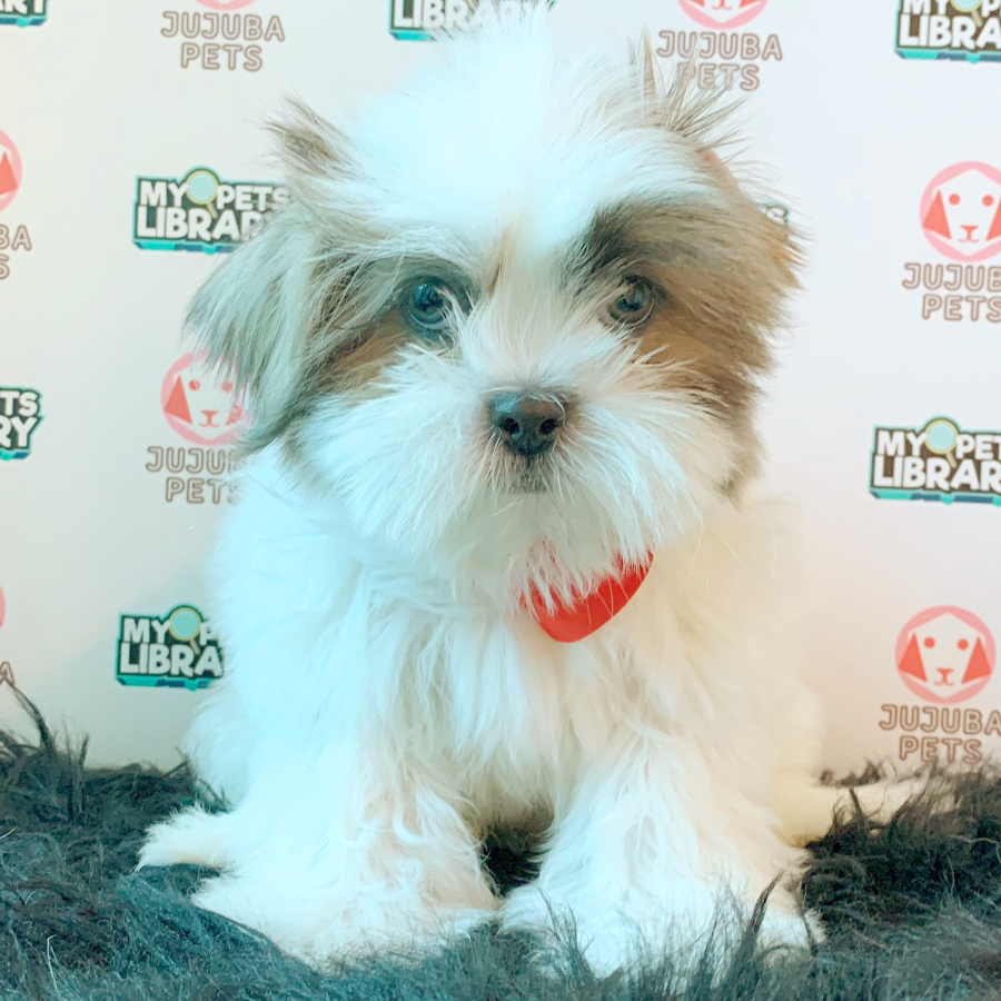 Shih Tzu Puppy (Male) For Sale