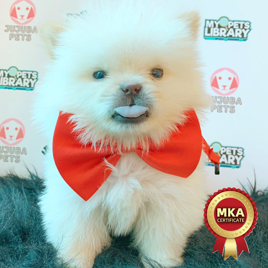 MKA Chow Chow Puppy (Female) For Sale