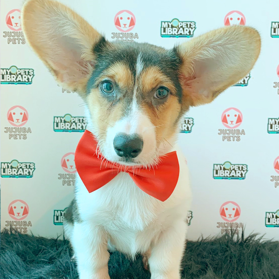 Welsh Corgi Puppy (Female) For Sale