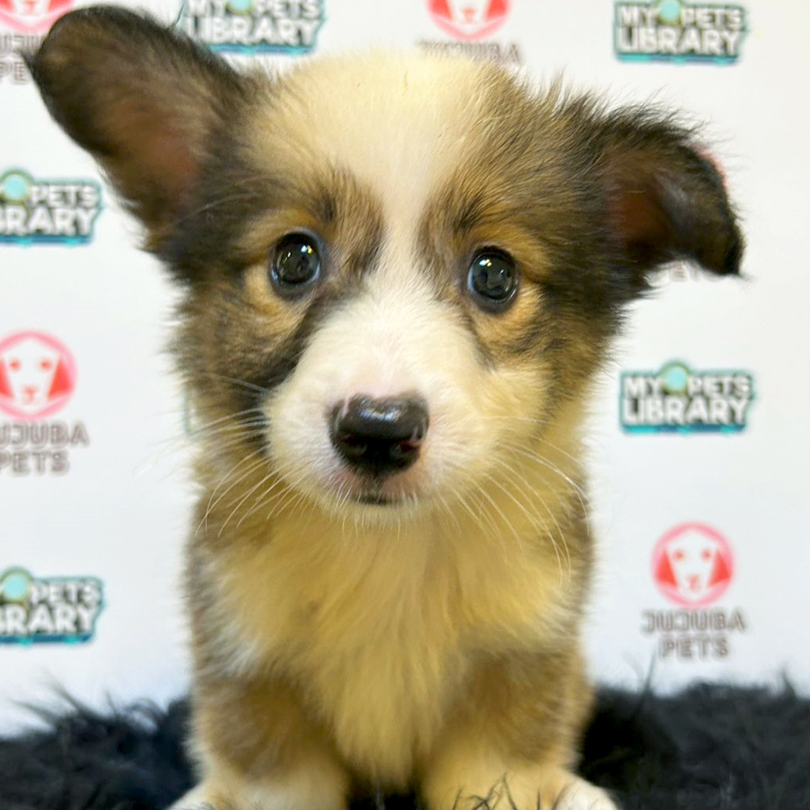 Welsh Corgi Puppy (Male) For Sale