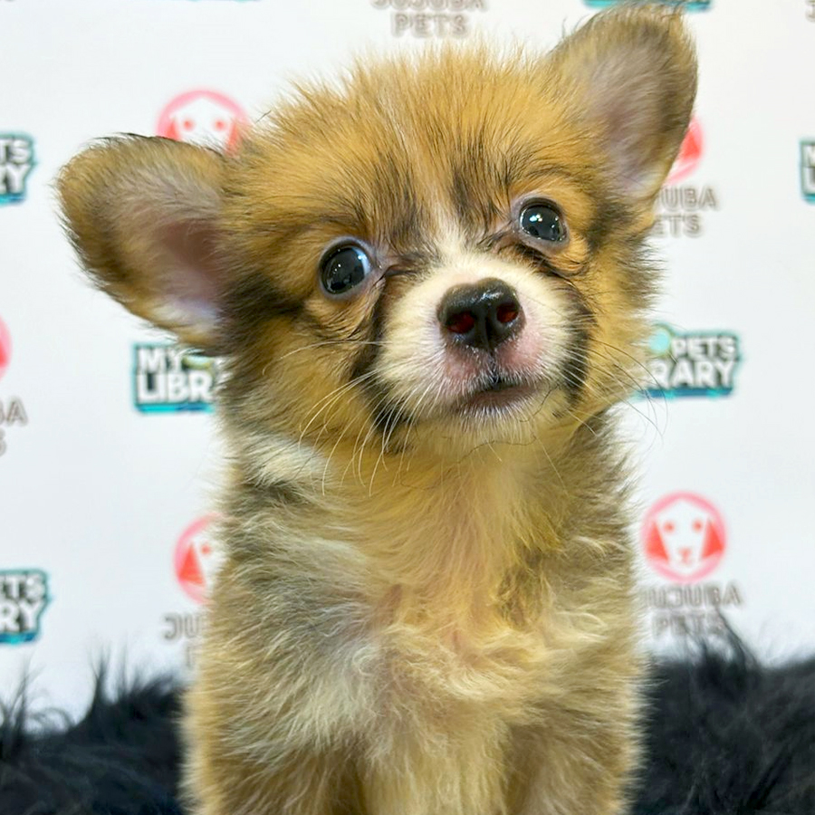 Welsh Corgi Puppy (Female) For Sale