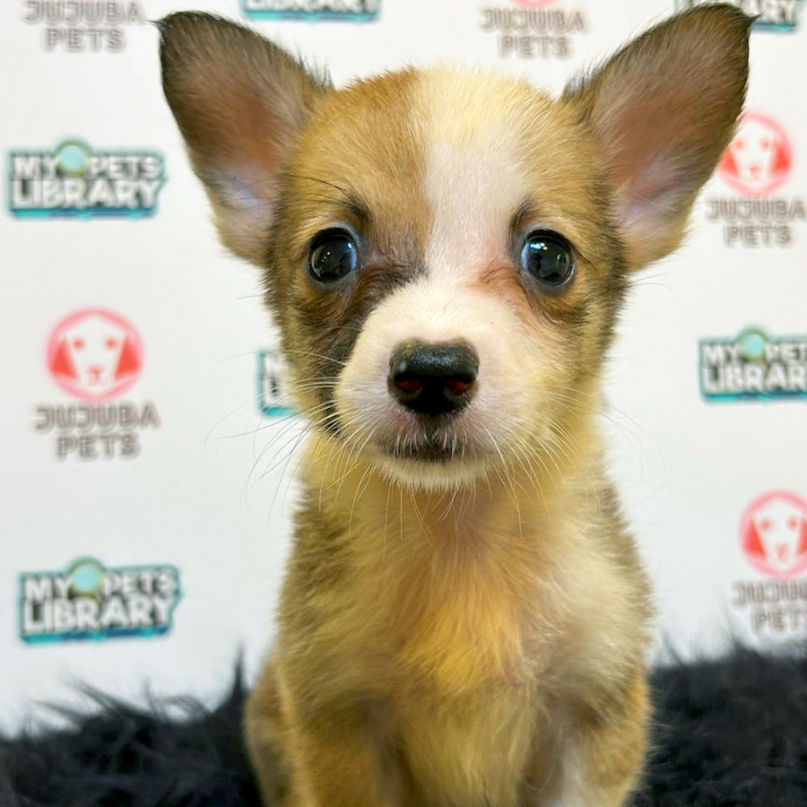 Welsh Corgi Puppy (Male) For Sale