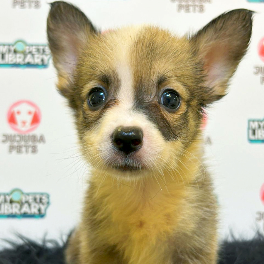 Welsh Corgi Puppy (Male) For Sale