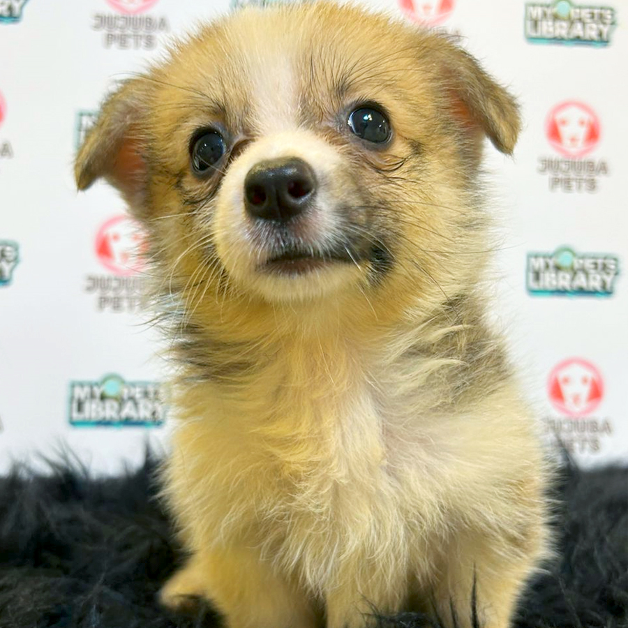 Welsh Corgi Puppy (Male) For Sale