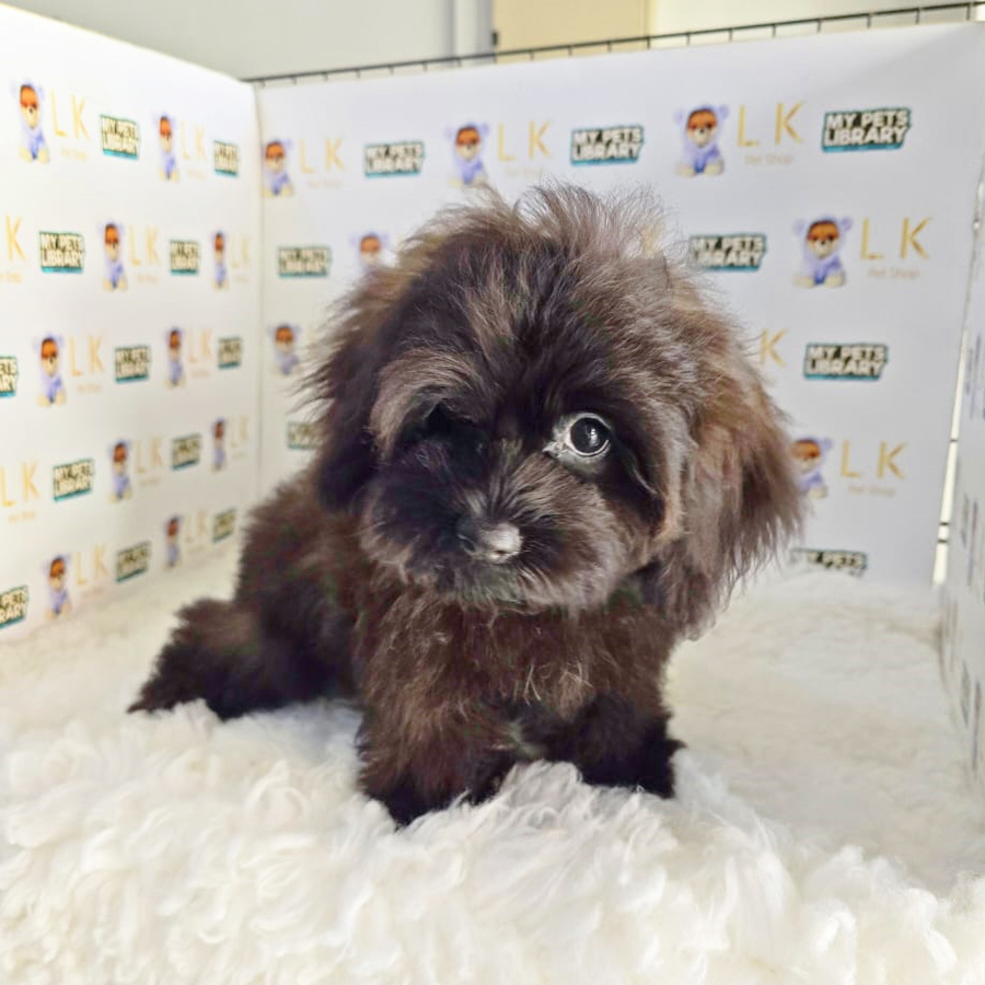 Maltipoo Puppy (Female) For Sale
