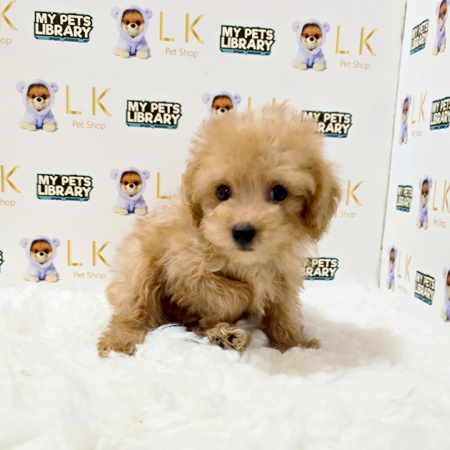 Maltipoo Puppy (Male) For Sale