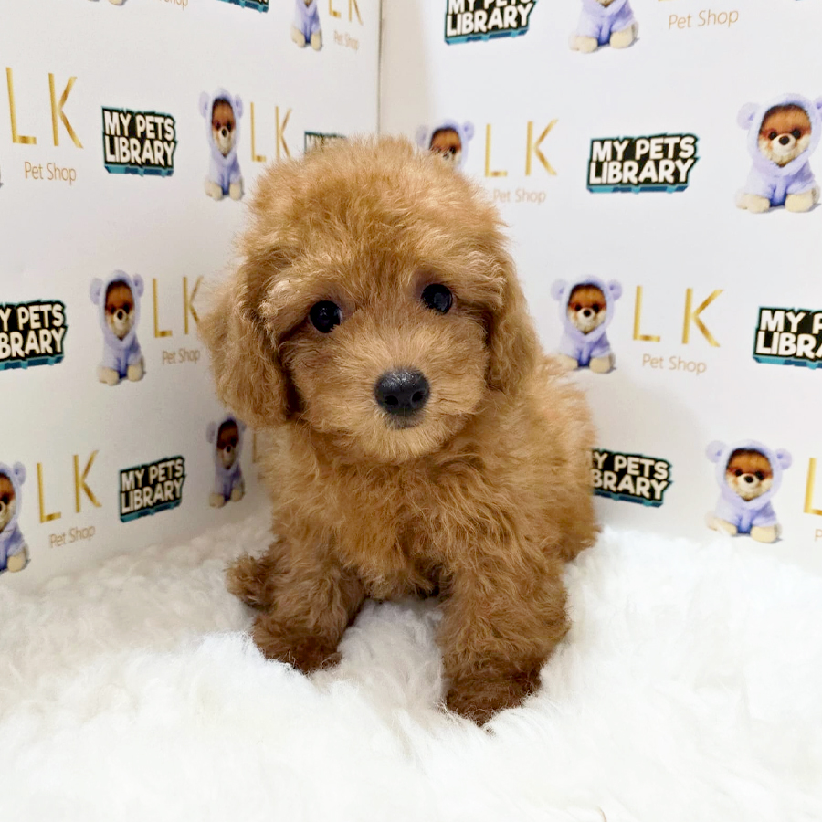 Maltipoo Puppy (Female) For Sale