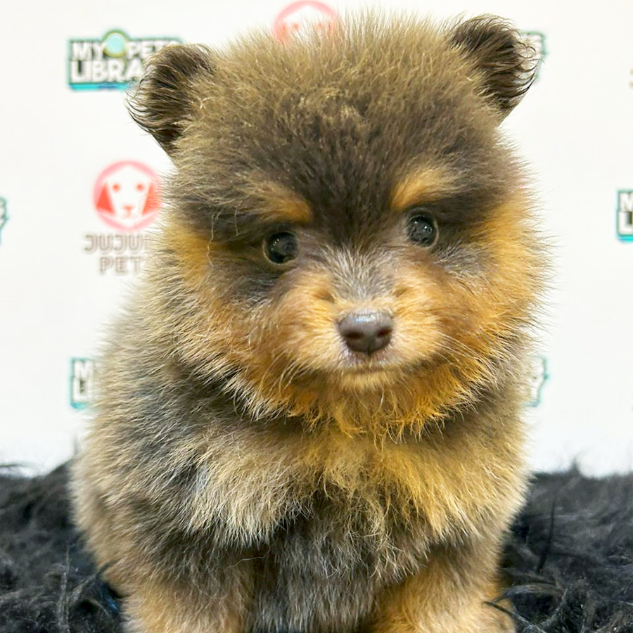 Pomeranian Puppy (Male) For Sale