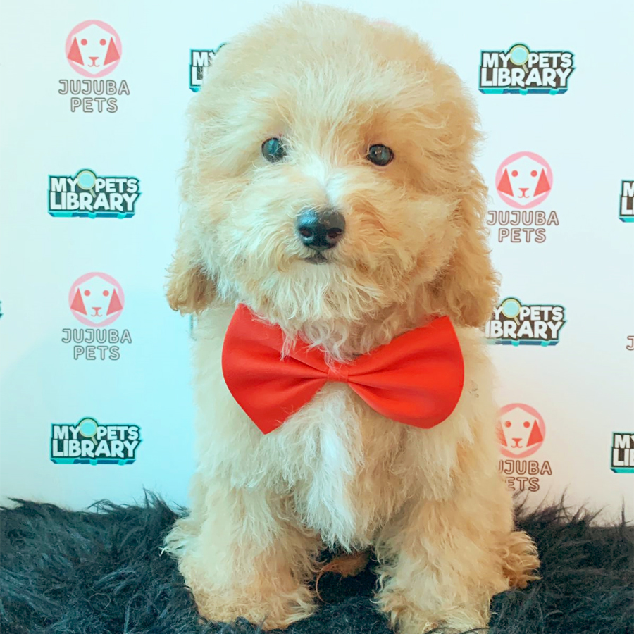 Toy Poodle Puppy (Male) For Sale