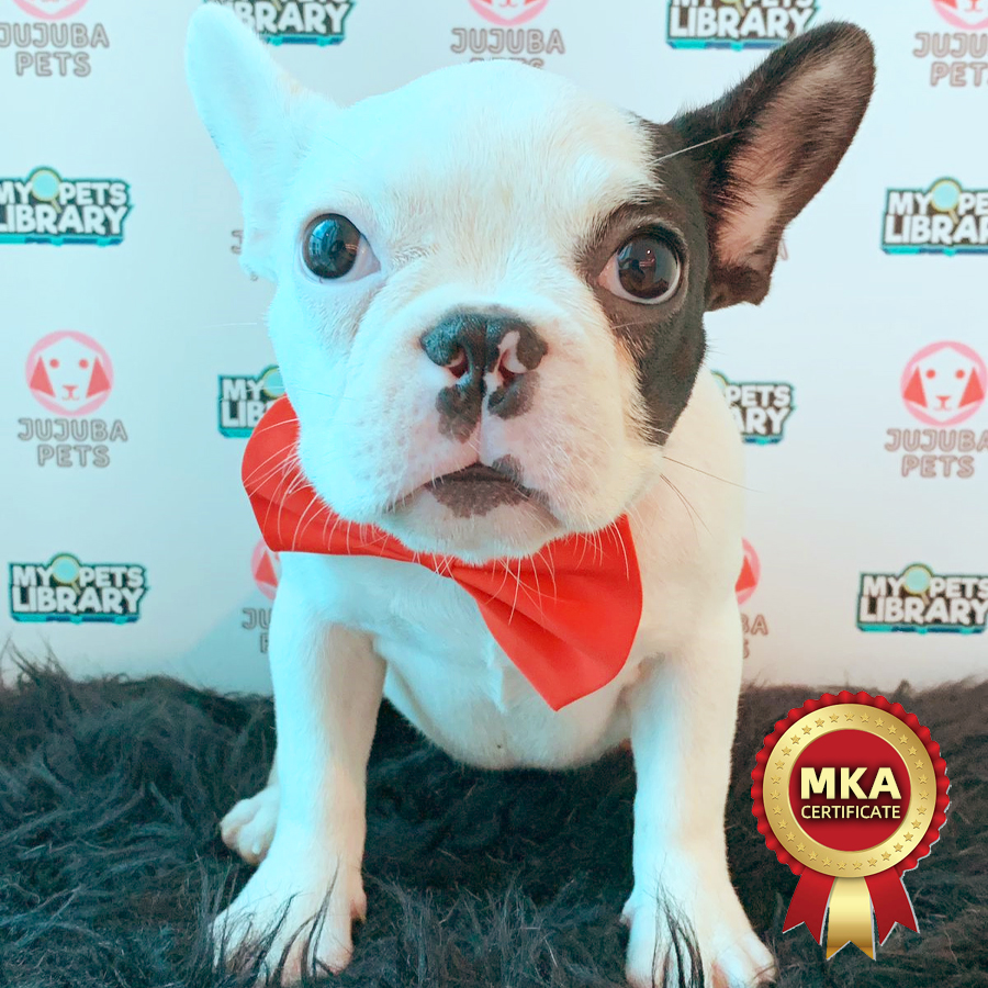 MKA French Bulldog Puppy (Female) For Sale