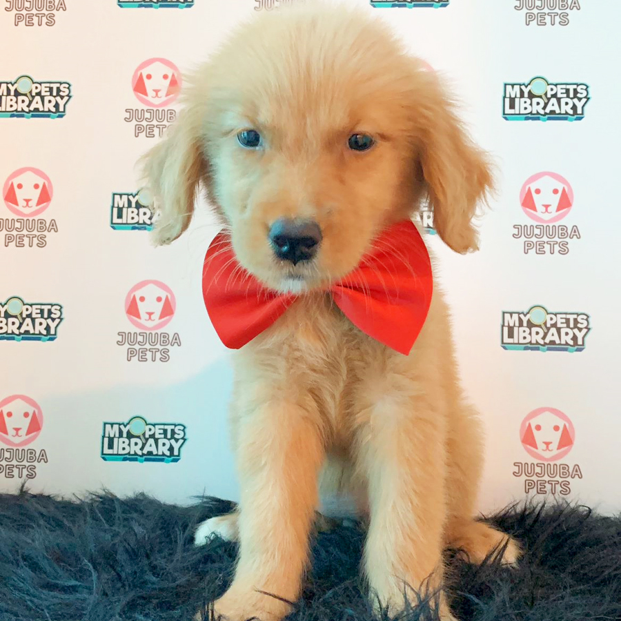 Golden Retriever Puppy (Female) For Sale