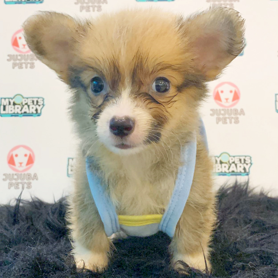 Welsh Corgi Puppy (Female) For Sale