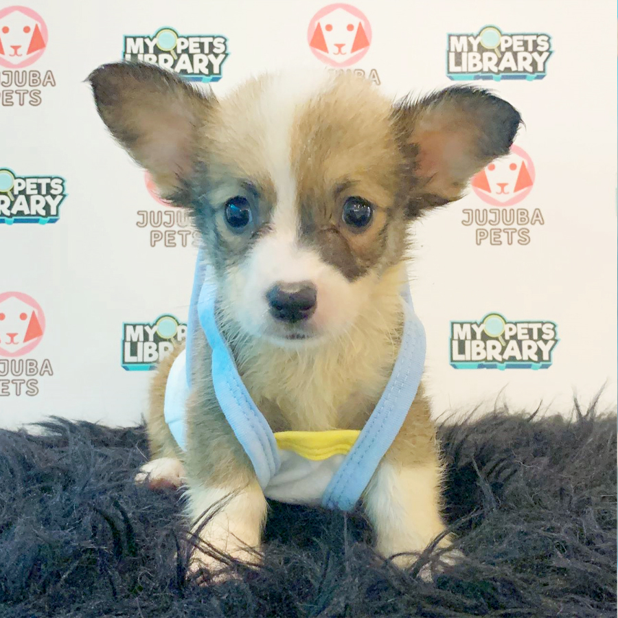 Welsh Corgi Puppy (Male) For Sale