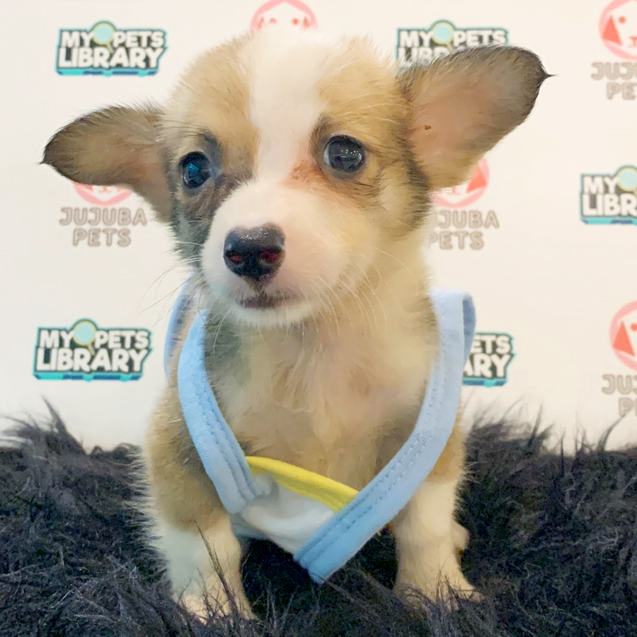 Welsh Corgi Puppy (Male) For Sale