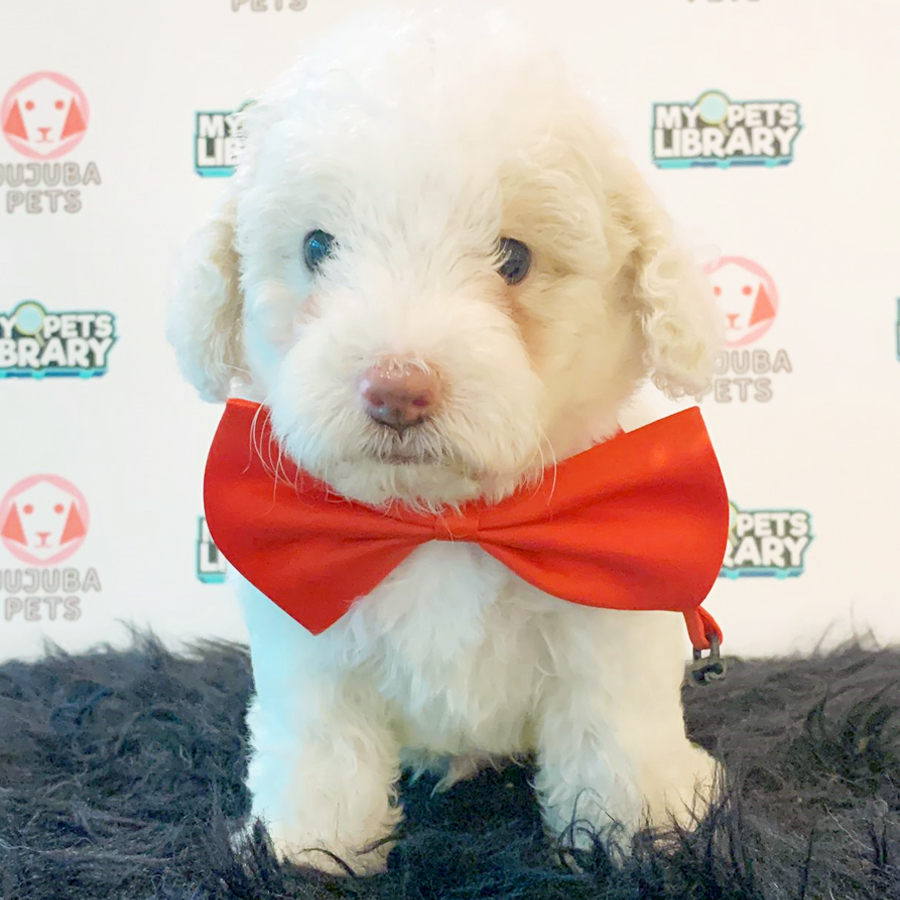 Toy Poodle Puppy (Male) For Sale