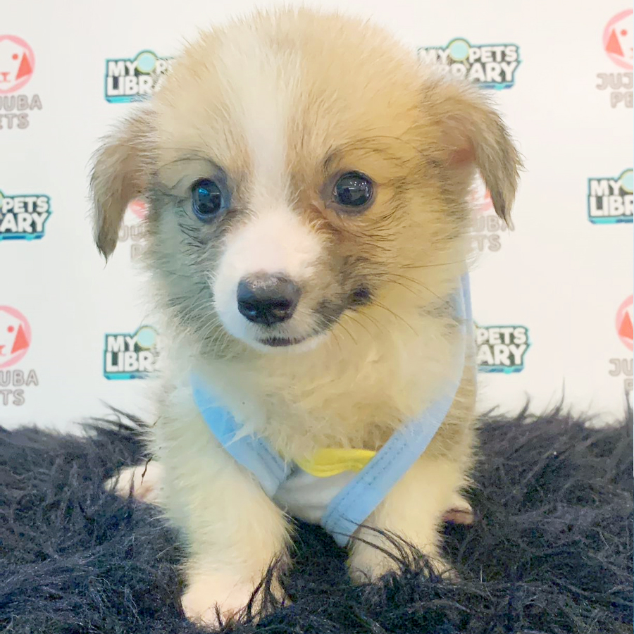 Welsh Corgi Puppy (Male) For Sale