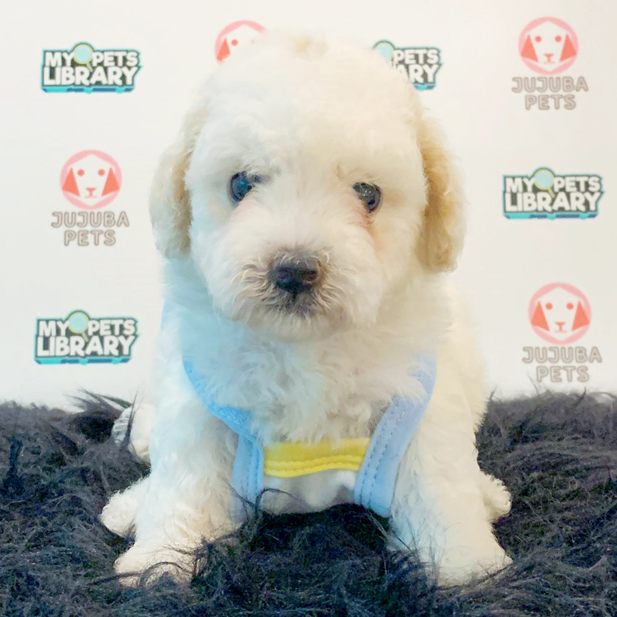 Toy Poodle Puppy (Female) For Sale