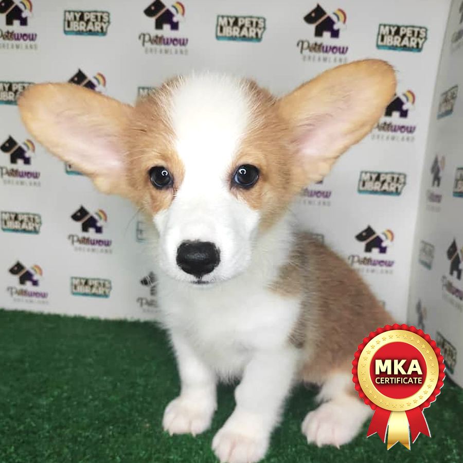MKA Welsh Corgi Puppy (Female) For Sale
