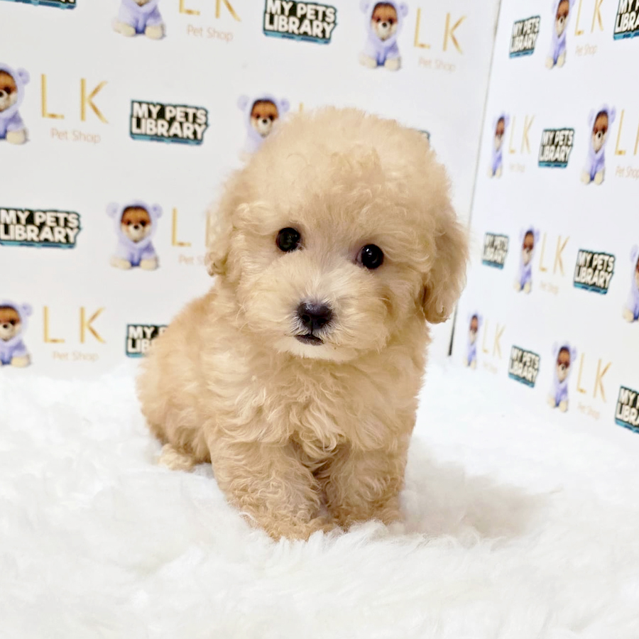 Toy Poodle Puppy (Female) For Sale