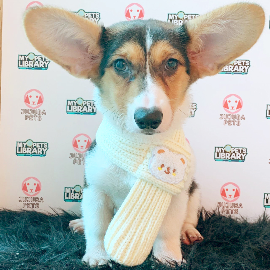 Welsh Corgi Puppy (Female) For Sale