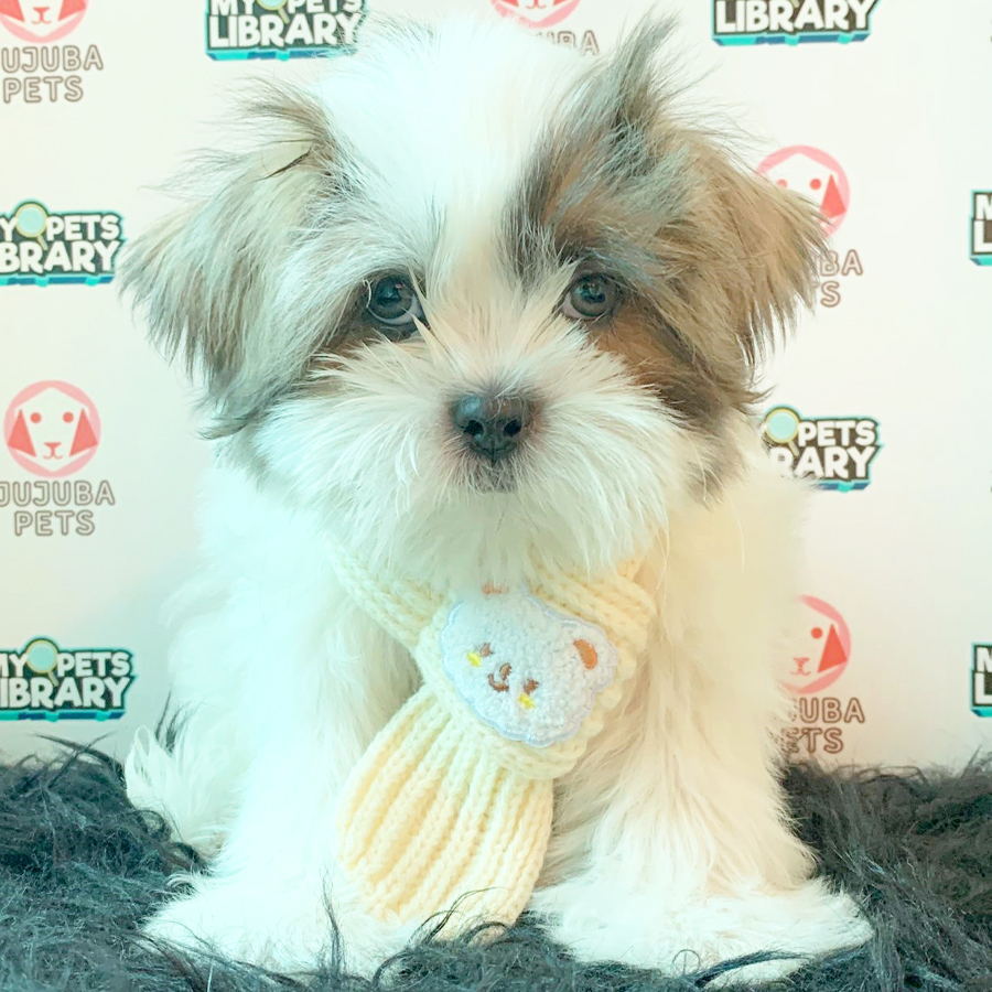 Shih Tzu Puppy (Male) For Sale