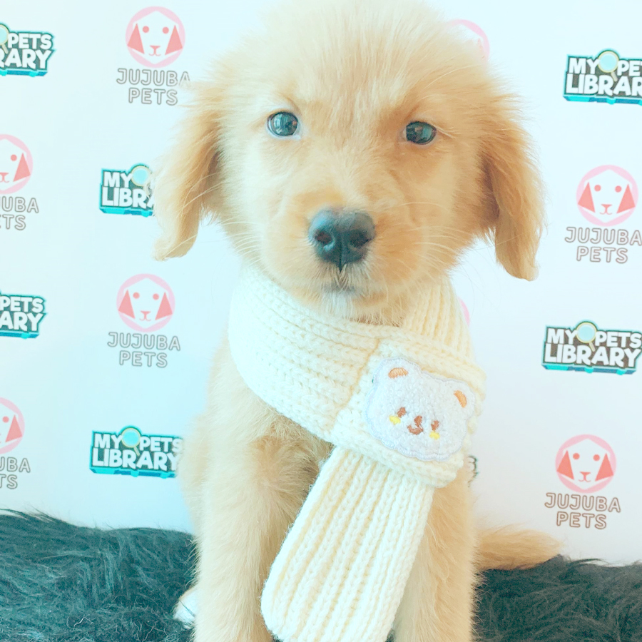 Golden Retriever Puppy (Female) For Sale
