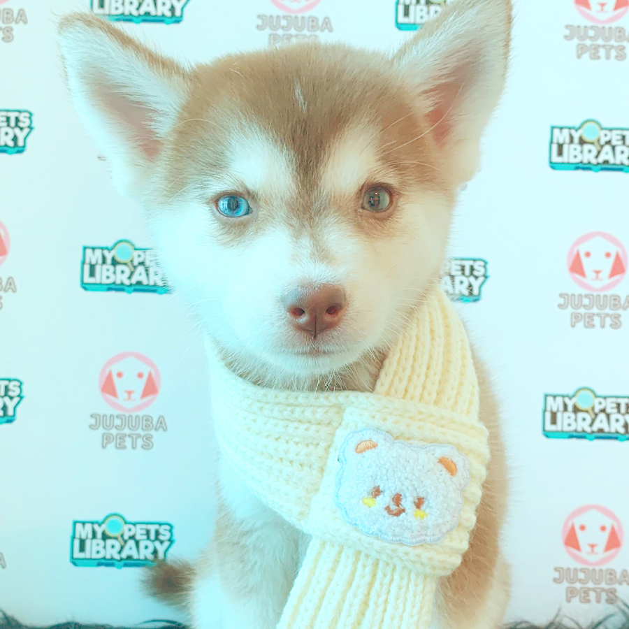 Pomsky Puppy (Female) For Sale